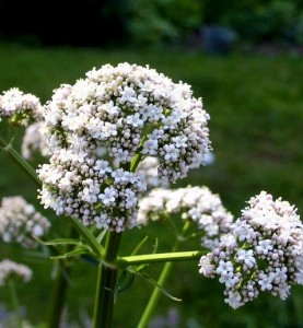 Valerian root