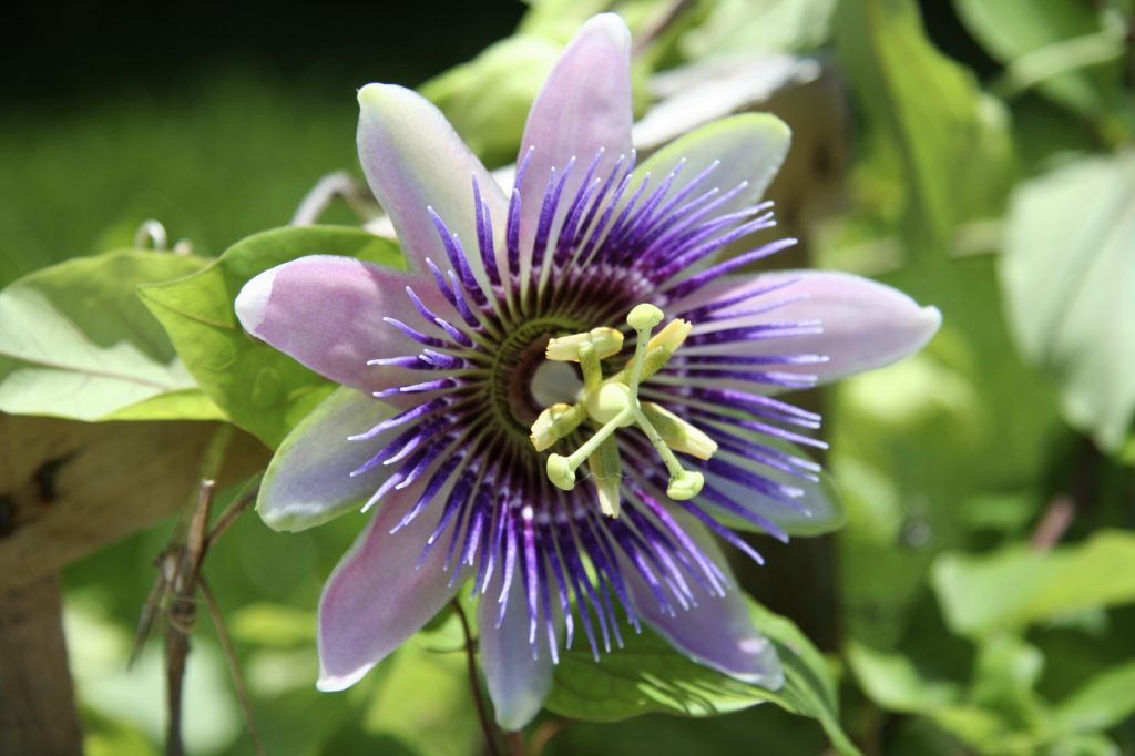 passion flower high blood pressure