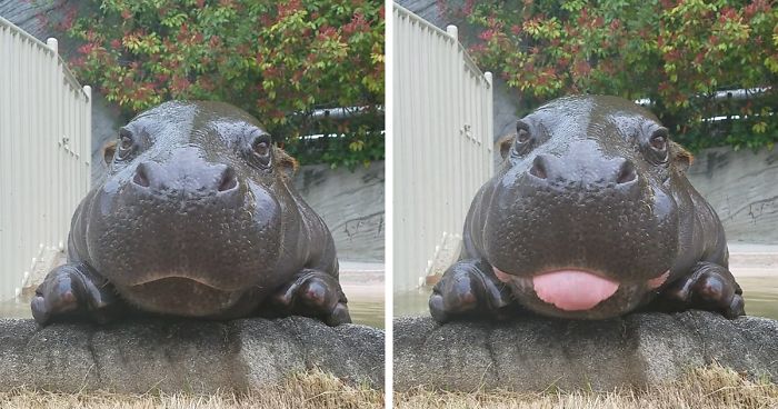 cute baby hippo tounge